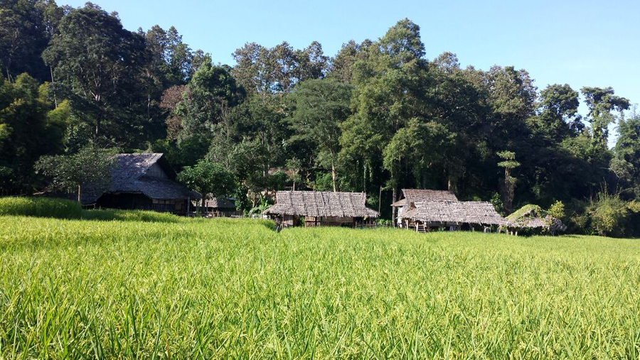  Long Neck Karen Paduag Hill Tribe